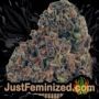 Back To Cookies by Cannarado Genetics Buds Weed Ganja Skunk Pot Reefer Dope Herb Pics Images