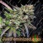 Bat Mitzvah by Cannarado Genetics Cannabis Seeds For Sale at Just Feminized