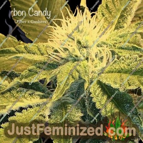 Carbon Candy by Cannarado Genetics Cannabis Seeds For Sale at Just Feminized