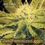 Carbon Candy by Cannarado Genetics Cannabis Seeds For Sale at Just Feminized