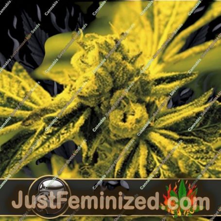 Cafe Racer by Blim Burn Seeds Cannabis Seeds For Sale at Just Feminized