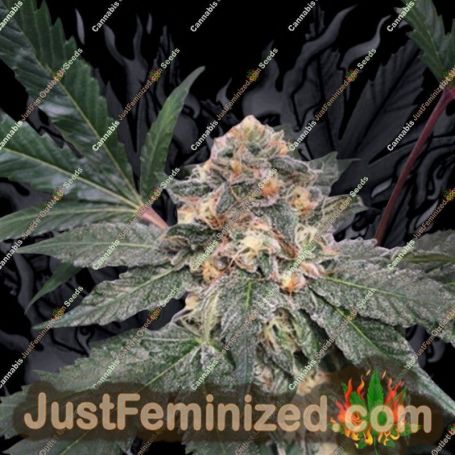 Fresh Biscotti by Cannarado Genetics Cannabis Seeds For Sale at Just Feminized