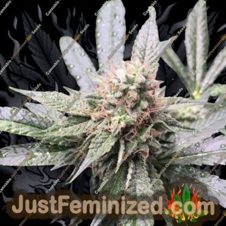 Grape Nana by Cannarado Genetics Cannabis Seeds For Sale at Just Feminized