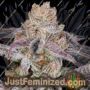 Herb by Cannarado Genetics Cannabis Seeds For Sale at Just Feminized