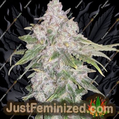 Lemon Slushee by Cannarado Genetics Cannabis Seeds For Sale at Just Feminized