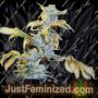 Chemdog No.4 by Blim Burn Seeds Cannabis Seeds For Sale at Just Feminized