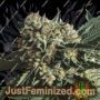 Papusas by Cannarado Genetics Cannabis Seeds For Sale at Just Feminized