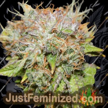 Party Foul by Cannarado Genetics Cannabis Seeds For Sale at Just Feminized
