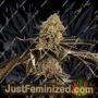 Sasha by Cannarado Genetics Cannabis Seeds For Sale at Just Feminized