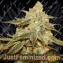 Twins by Cannarado Genetics Cannabis Seeds For Sale at Just Feminized