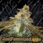 Uber by Cannarado Genetics Cannabis Seeds For Sale at Just Feminized