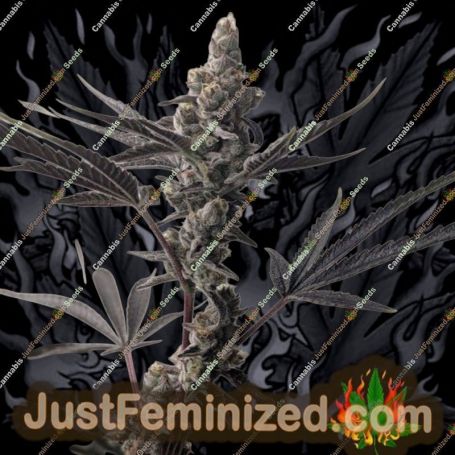 Valley Sundae by Cannarado Genetics Cannabis Seeds For Sale at Just Feminized