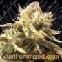 Easy Rider by Ceres Seeds Cannabis Seeds For Sale at Just Feminized