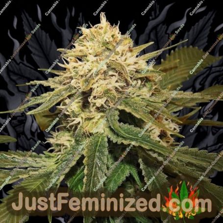 Hollands Hope by Ceres Seeds Cannabis Seeds For Sale at Just Feminized