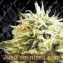 Kush by Ceres Seeds Cannabis Seeds For Sale at Just Feminized