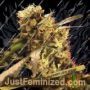 Orange Bud by Ceres Seeds Cannabis Seeds For Sale at Just Feminized