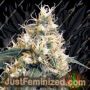 Skunk by Ceres Seeds Cannabis Seeds For Sale at Just Feminized