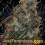 Australian Dead Head by Connoisseur Genetics Cannabis Seeds For Sale at Just Feminized
