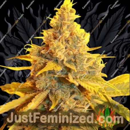 Cheese Dog Haze by Connoisseur Genetics Cannabis Seeds For Sale at Just Feminized