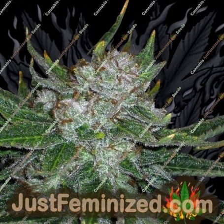 Chemmy Jones by Connoisseur Genetics Cannabis Seeds For Sale at Just Feminized