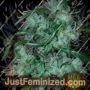 Dangerous Dog by Connoisseur Genetics Cannabis Seeds For Sale at Just Feminized