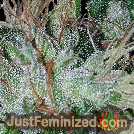 Dutchie Jones by Connoisseur Genetics Cannabis Seeds For Sale at Just Feminized