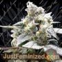 Girl Scout Jones by Connoisseur Genetics Cannabis Seeds For Sale at Just Feminized