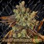 Grateful Casey by Connoisseur Genetics Cannabis Seeds For Sale at Just Feminized