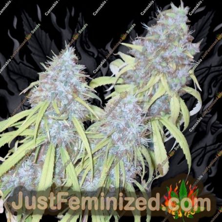 Haze Freak by Connoisseur Genetics Cannabis Seeds For Sale at Just Feminized