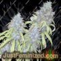 Haze Freak by Connoisseur Genetics Cannabis Seeds For Sale at Just Feminized