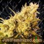 Lemon N Lime Jones by Connoisseur Genetics Cannabis Seeds For Sale at Just Feminized