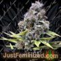 Critical Auto by Blim Burn Seeds Cannabis Seeds For Sale at Just Feminized