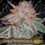 Purpleope Haze by Connoisseur Genetics Cannabis Seeds For Sale at Just Feminized