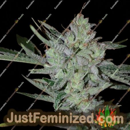 Silver Nevil Jones by Connoisseur Genetics Cannabis Seeds For Sale at Just Feminized