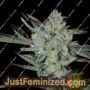 Silver Nevil Jones by Connoisseur Genetics Cannabis Seeds For Sale at Just Feminized
