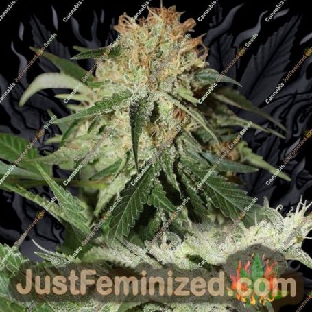 Strawberries Cream by Connoisseur Genetics Cannabis Seeds For Sale at Just Feminized