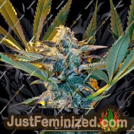 Critical Daddy Purple by Blim Burn Seeds Cannabis Seeds For Sale at Just Feminized