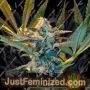 Critical Daddy Purple by Blim Burn Seeds Cannabis Seeds For Sale at Just Feminized