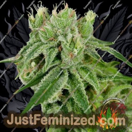 Banana Split by Crockett Family Farms Cannabis Seeds For Sale at Just Feminized