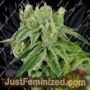 Banana Split by Crockett Family Farms Cannabis Seeds For Sale at Just Feminized