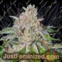 Cherry 18 by Crockett Family Farms Cannabis Seeds For Sale at Just Feminized