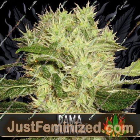 Dama Blanca by Blim Burn Seeds Cannabis Seeds For Sale at Just Feminized