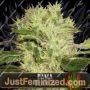Dama Blanca by Blim Burn Seeds Cannabis Seeds For Sale at Just Feminized