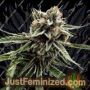 Sour Strawberries by Crockett Family Farms Cannabis Seeds For Sale at Just Feminized