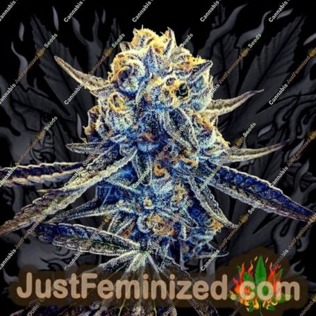 Tangieland by Crockett Family Farms Cannabis Seeds For Sale at Just Feminized