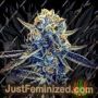 Tangieland by Crockett Family Farms Cannabis Seeds For Sale at Just Feminized