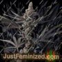 Bloody Zundae by Dark Horse Genetics Cannabis Seeds For Sale at Just Feminized