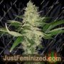 Cry Baby by Dark Horse Genetics Cannabis Seeds For Sale at Just Feminized