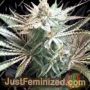 Galactus by Dark Horse Genetics Cannabis Seeds For Sale at Just Feminized