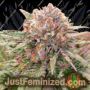 Hulkmania by Dark Horse Genetics Cannabis Seeds For Sale at Just Feminized
